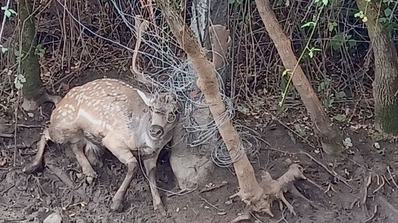 Gamo atrapado en Robledo de Chavela