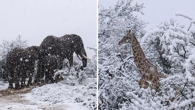 Sorprendente nevada en Sudáfrica