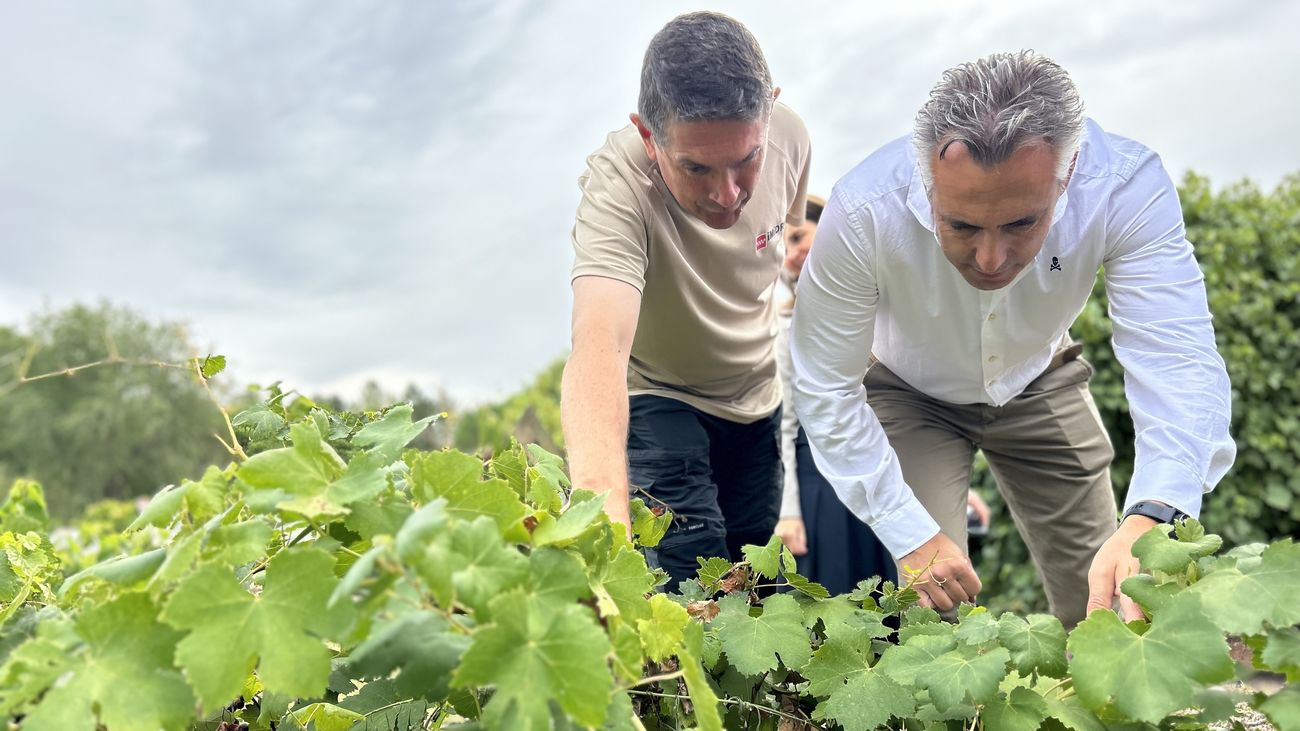 El consejero madrileño Carlos Novillo entre las vides de El Encín, en el IMIDRA de Alcalá de Henares