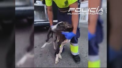 Rescatan un cachorro de galgo abandonado que vivía en una furgoneta de Villa de Vallecas