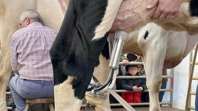 La gripe aviar en vacas se propaga a través del ordeño