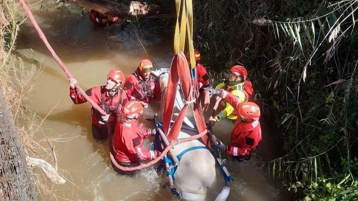 Rescatada una yegua caída a una acequia de Alcalá de Henares