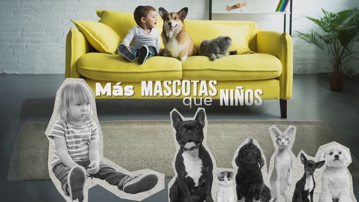 Más mascotas que niños: En España hay 6 animales de compañía por cada niño