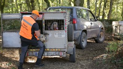 Un menor atacado por una jauría de perros de caza en Orense