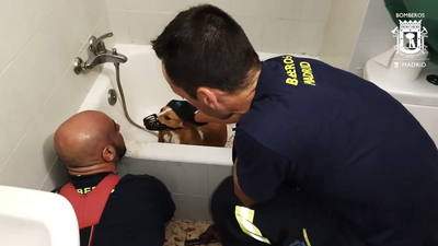 Bomberos de la capital rescatan a un perro atrapado en el desagüe de la bañera