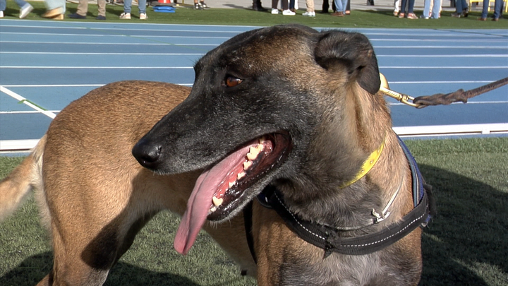 Collado Villalba acoge una exhibición de unidades policiales caninas y drones