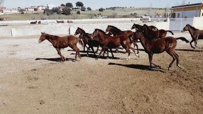 Deportistas de cuatro patas al más alto nivel