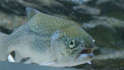 Peces únicos en la Escuela de Ingenieros de Montes