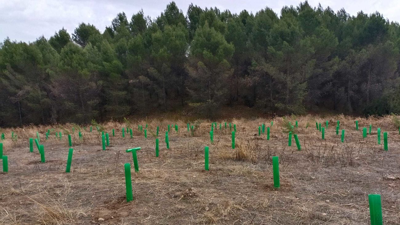 Tubos protectores con los ejemplares plantados en un antiguo vertedero de Ambite