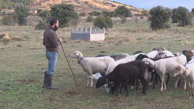 Indignación entre ganaderos madrileños con el voto negativo de España a reducir la protección del lobo