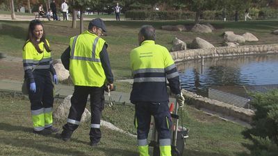 Madrid duplica el presupuesto para acabar con las plagas de ratas en la capital