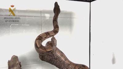 Investigan a un hombre por tener una cría de boa constrictor de forma ilegal en su casa de Villalbilla