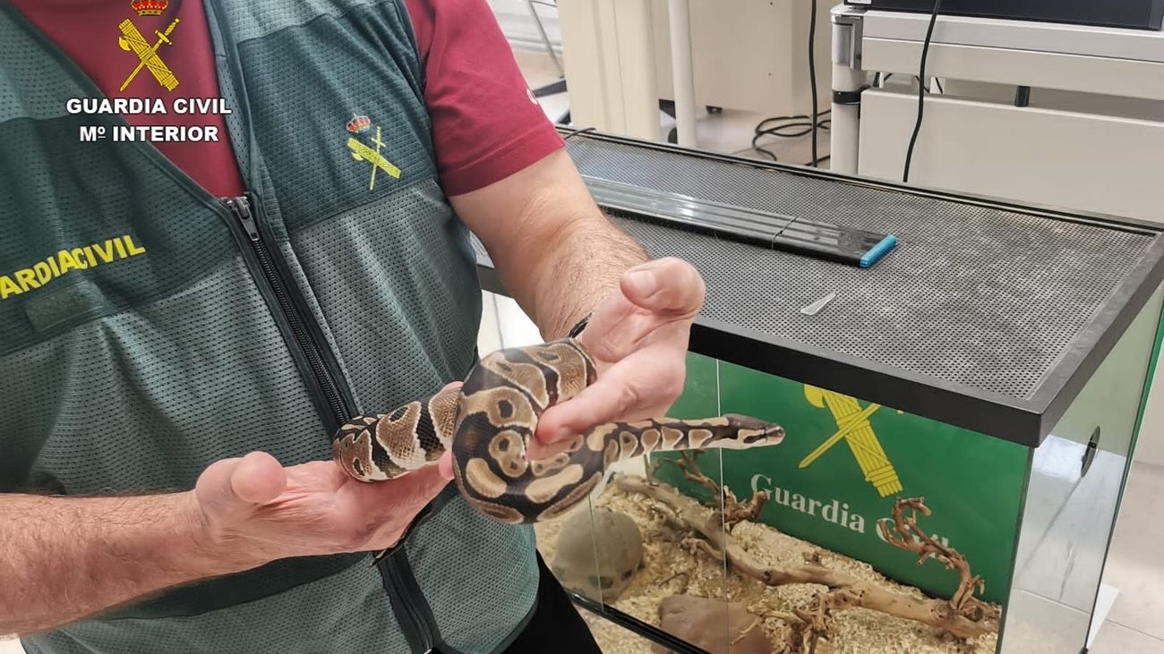 Serpiente hallada en una casa por la Guardia Civil