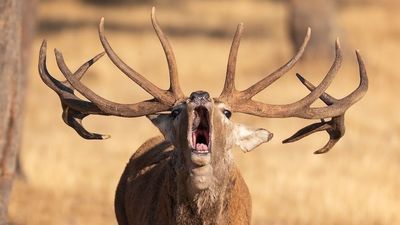 Berrea de ciervos y ronca de gamos en pleno monte de El Pardo, en Madrid