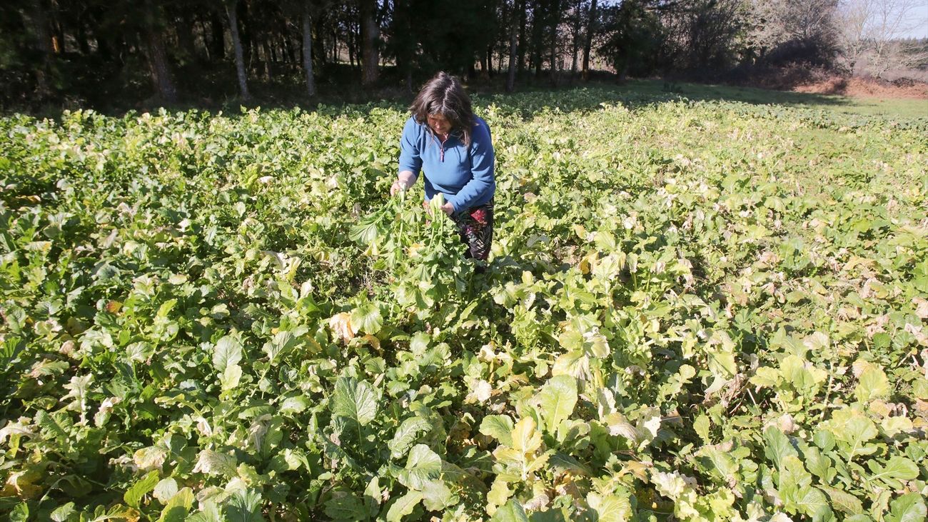 Una mujer recoge grelos durante la temporada final de la recolecta, en una huerta familiar,