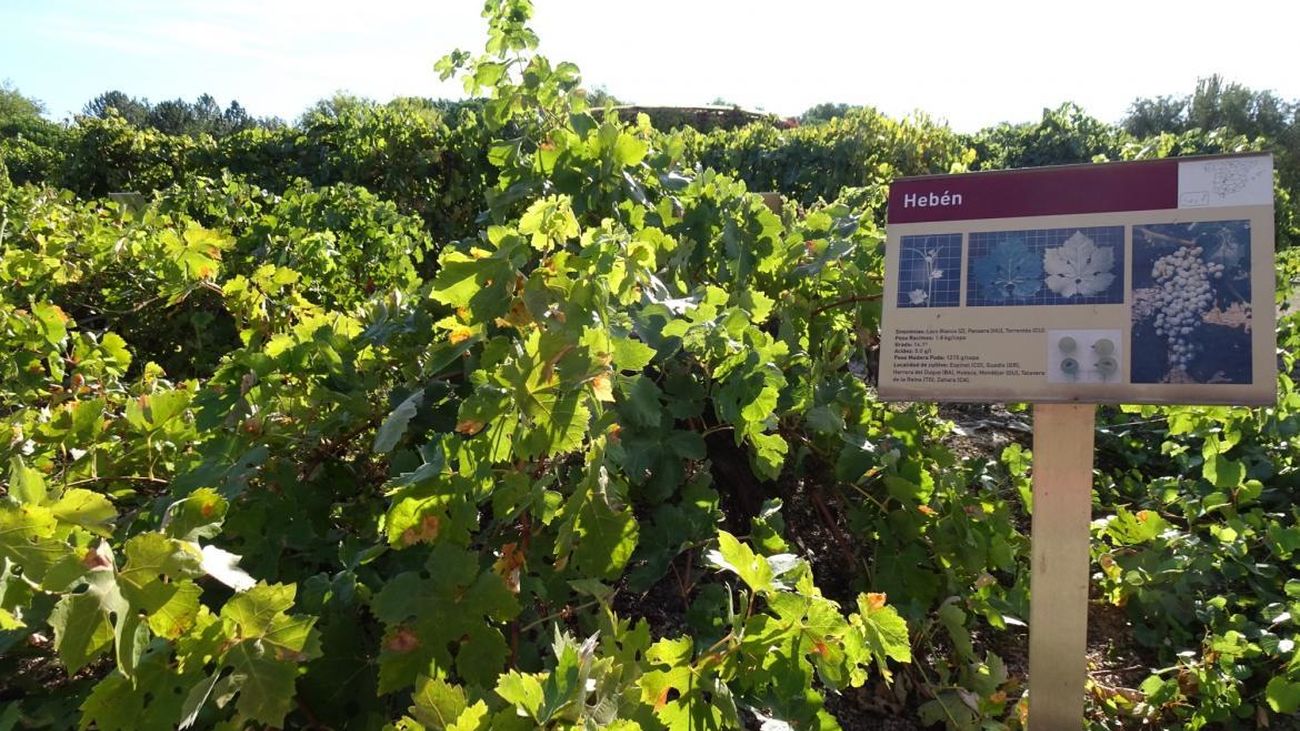 Cepa de la variedad Hebén en las instalaciones del IMIDRA, en Alcalá de Henares