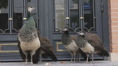 Los vecinos de Fuente del Berro, hartos de 'pastorear' pavos reales