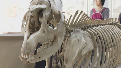 El Museo de Vertebrados, una joya 'oculta' de Madrid que abre al público por segunda vez en su historia