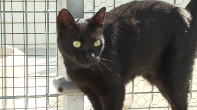 Gatos negros, víctimas del maltrato en rituales