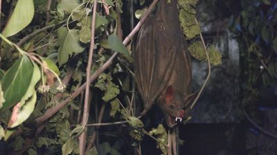 Los vecinos de Griñón preparan su particular Halloween