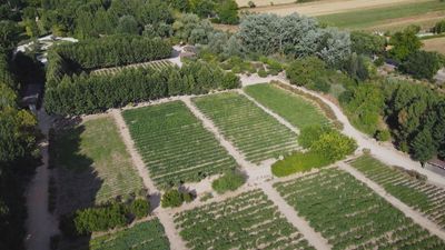 Huerta de Carabaña: agricultura sostenible y recuperación de sabores tradicionales en la vega del Tajuña