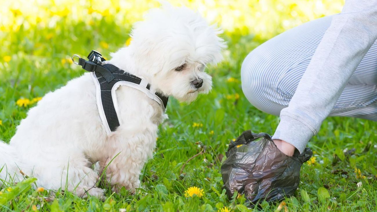 Una persona recoge las deposiciones de su mascota