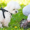 Más de 300 infracciones en Leganés en la primera semana de control de perros