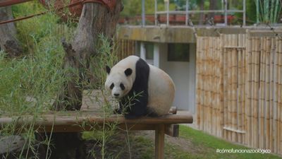 Cómo funciona Madrid: zoológico