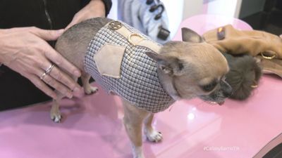 Joyas, perfumes y moda: alta costura para perros de lujo