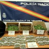 Dos detenidos tras desmantelarse una plantación de marihuana en Alcalá de Henares