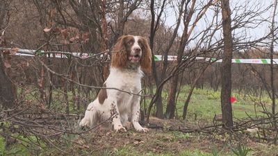 'Perros forestales' para investigar el origen de los incendios en los montes de Madrid