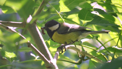 Pinto anima a colocar cajas-nido para las aves del Arroyo Culebro