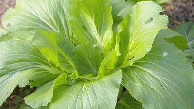 ¿Qué es el pak choi?