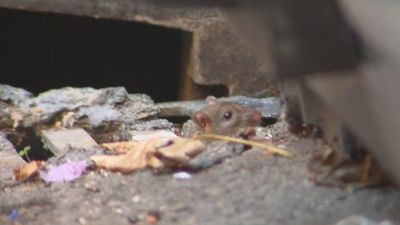 Los vecinos de Puente de Vallecas denuncian tener una plaga de ratas