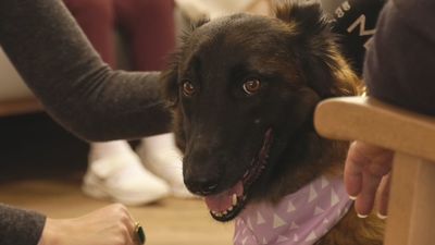 La terapia asistida con perros llega a 220 mayores de Galapagar