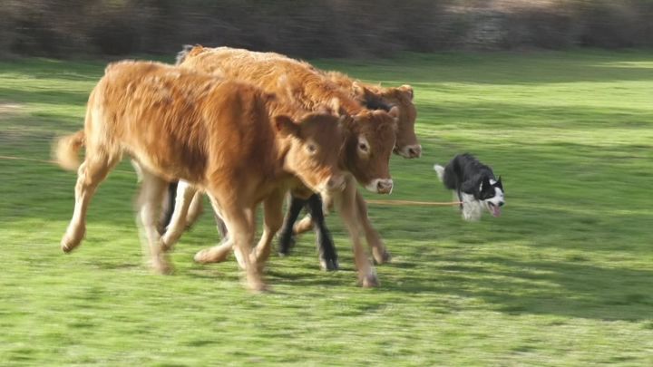 Curso de manejo de perros pastores en ganadería, en Puentes Viejas