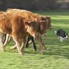 Curso de manejo de perros pastores en ganadería, en Puentes Viejas