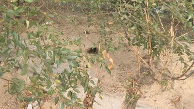 Denuncian una plaga de ratas en las calles de Puente de Vallecas