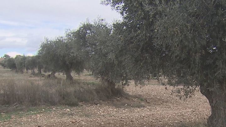 Aranjuez amenazada por la instalación de cuatro macroplantas  fotovoltaicas