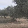 Aranjuez, amenazada por la instalación de cuatro macroplantas fotovoltaicas