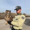 Agentes forestales recuperan un búho real en Alcalá de Henares