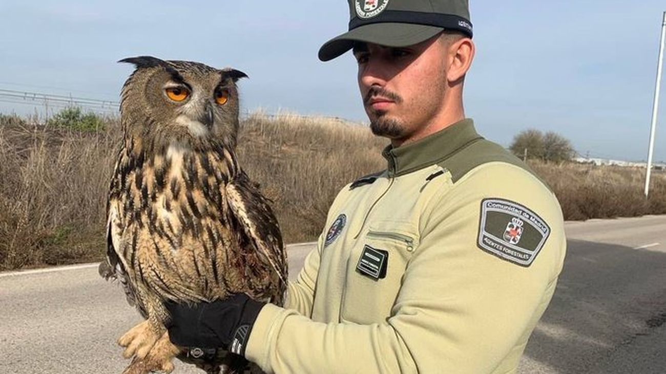 Agente forestal con un búho real en Alcalá de Henares