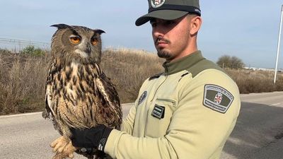 Agentes forestales recuperan un búho real en Alcalá de Henares