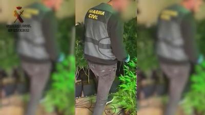 Hallan una plantación de marihuana en una casa de Villaviciosa de Odón