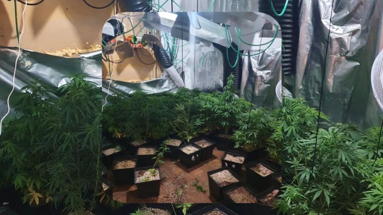 Plantación de marihuana en una vivienda okupada en Alcobendas