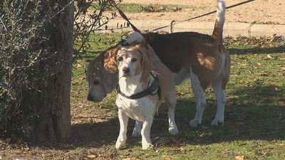 Polémica por los perros en Leganés: los dueños se sienten acosados