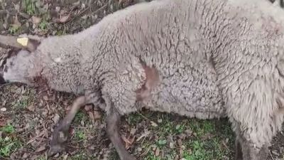 Un ganadero de El Escorial denuncia ataques de lobos a sus animales