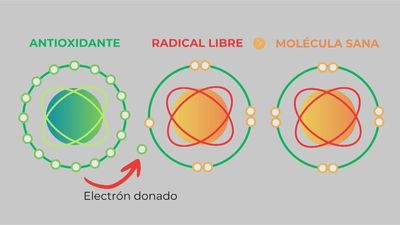 Cómo debemos alimentarnos para evitar el daño oxidativo