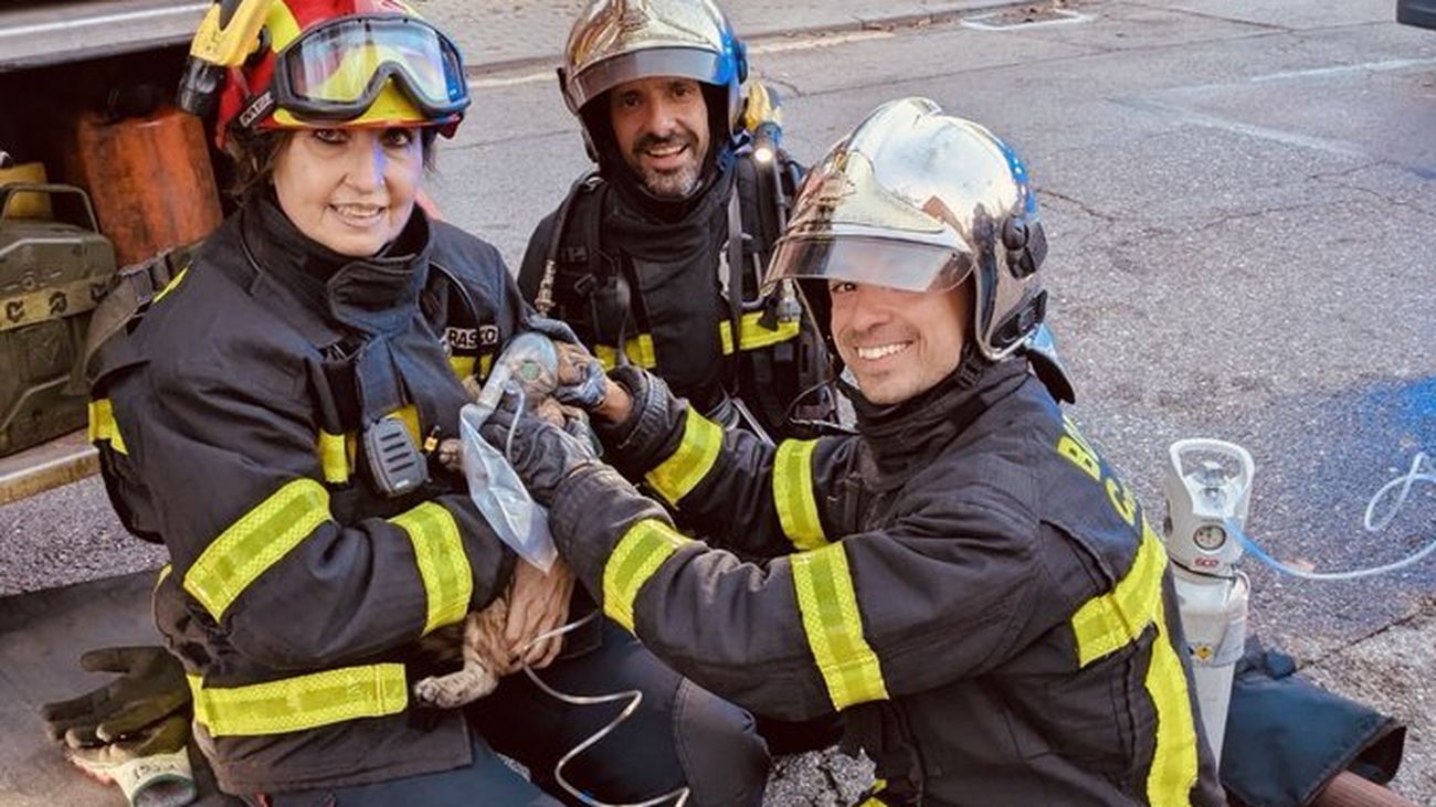 Bomberos suministrando oxígeno a un gato tras rescatarlo de un incendio en Móstoles