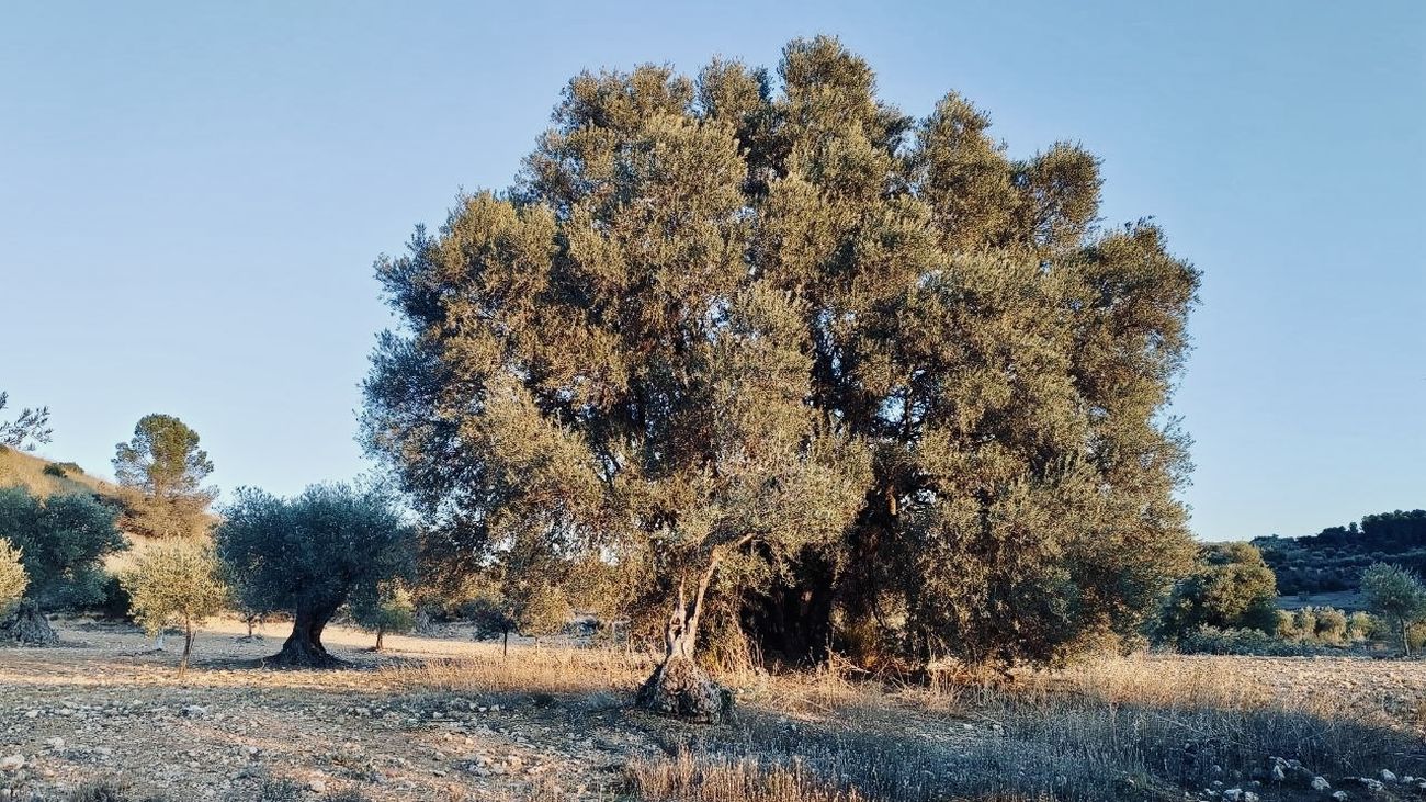 Olivo de gran tamaño localizado en Campo Real